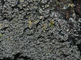 Attēlu rezultāti vaicājumam “Parmeliella triptophylla”