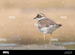 Attēlu rezultāti vaicājumam “Charadrius dubius”
