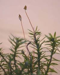 Attēlu rezultāti vaicājumam “Pogonatum dentatum”