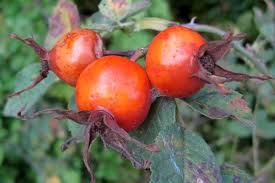 Attēlu rezultāti vaicājumam “Rosa subcanina fruit”