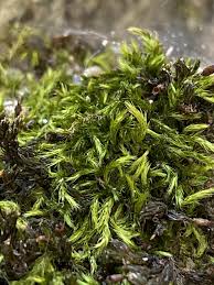 Attēlu rezultāti vaicājumam “Homalothecium sericeum”