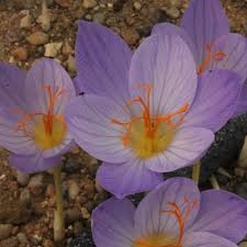 Attēlu rezultāti vaicājumam “Crocus speciosus”