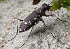 Attēlu rezultāti vaicājumam “Cicindela maritima”