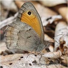 Attēlu rezultāti vaicājumam “Hyponephele lycaon male”