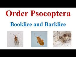 Attēlu rezultāti vaicājumam “Psocoptera”