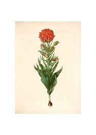 Attēlu rezultāti vaicājumam “Tulipa gesneriana”