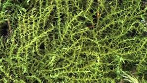 Attēlu rezultāti vaicājumam “Campylophyllum calcareum”