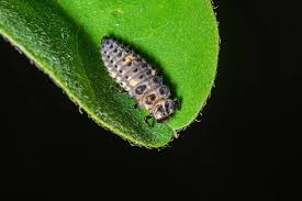 Attēlu rezultāti vaicājumam “Adalia bipunctata larva”
