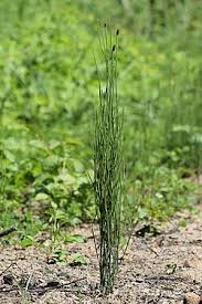 Attēlu rezultāti vaicājumam “Equisetum palustre”