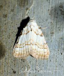 Attēlu rezultāti vaicājumam “Nola aerugula”