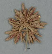 Attēlu rezultāti vaicājumam “Cyperus fuscus fruit”