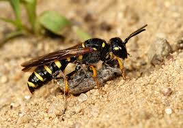 Attēlu rezultāti vaicājumam “Cerceris arenaria”