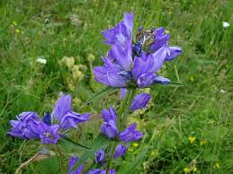 Attēlu rezultāti vaicājumam “Campanula cervicaria flower”