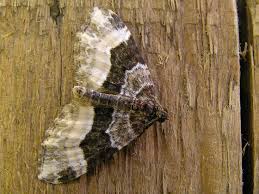 Attēlu rezultāti vaicājumam “Euphyia unangulata”