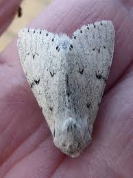 Attēlu rezultāti vaicājumam “Acronicta leporina larva”