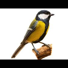 Attēlu rezultāti vaicājumam “Parus major”