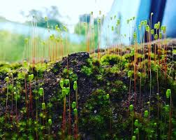 Attēlu rezultāti vaicājumam “Bryales”