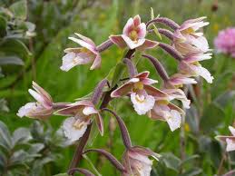 Attēlu rezultāti vaicājumam “Epipactis palustris”