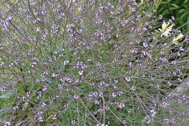Attēlu rezultāti vaicājumam “Viola uliginosa bud”