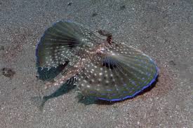 Image result for Dactylopterus volitans