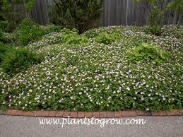 Attēlu rezultāti vaicājumam “Geranium sanguineum”