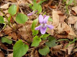 Attēlu rezultāti vaicājumam “Viola reichenbachiana”