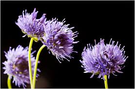 Attēlu rezultāti vaicājumam “Jasione montana”