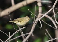 Attēlu rezultāti vaicājumam “Phylloscopus collybita adult”