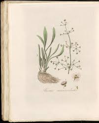 Attēlu rezultāti vaicājumam “Alisma gramineum”