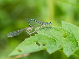 Attēlu rezultāti vaicājumam “Platycnemis pennipes male”