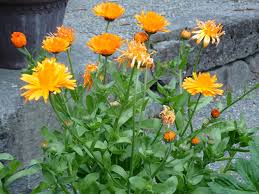 Image result for Calendula officinalis
