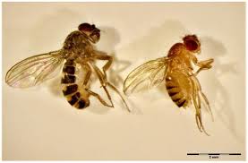 Attēlu rezultāti vaicājumam “Drosophila melanogaster”