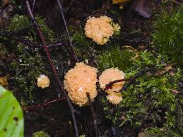 Attēlu rezultāti vaicājumam “Tubifera ferruginosa (subsp. ferruginosa) macro”