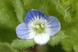 Attēlu rezultāti vaicājumam “Veronica agrestis”