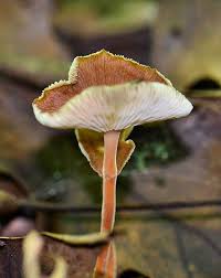 Attēlu rezultāti vaicājumam “Collybia sp.”