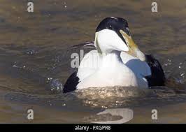 Attēlu rezultāti vaicājumam “Somateria mollissima juvenile”