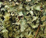 Attēlu rezultāti vaicājumam “Scoliciosporum chlorococcum”