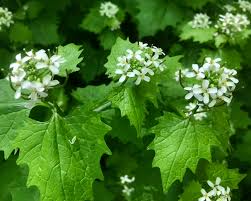 Attēlu rezultāti vaicājumam “Alliaria petiolata leaf”