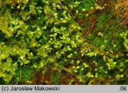 Attēlu rezultāti vaicājumam “Seligeria pusilla”