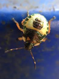 Attēlu rezultāti vaicājumam “Adomerus biguttatus”