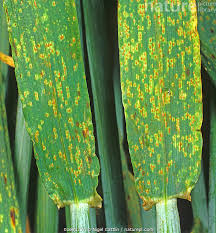 Attēlu rezultāti vaicājumam “Pucciniales”