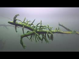 Attēlu rezultāti vaicājumam “Spongilla lacustris”