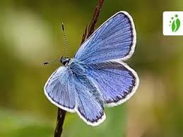 Attēlu rezultāti vaicājumam “Plebejus idas underside”