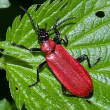 Attēlu rezultāti vaicājumam “Pyrochroidae imago”