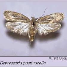 Attēlu rezultāti vaicājumam “Depressaria olerella imago”