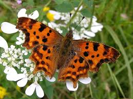 Attēlu rezultāti vaicājumam “Spargania luctuata”