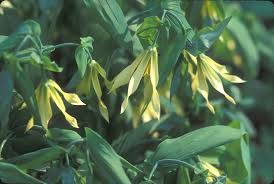 Attēlu rezultāti vaicājumam “Uvularia grandiflora”