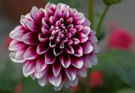 Image result for Dahlia `Snowflake`