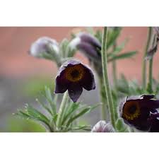 Attēlu rezultāti vaicājumam “Pulsatilla pratensis”