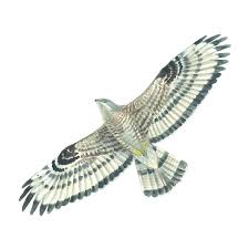 Attēlu rezultāti vaicājumam “Pernis apivorus”